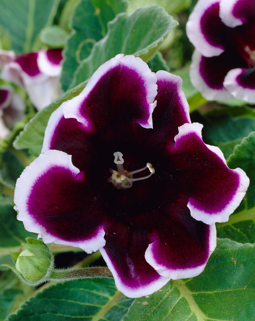 Gloxinia Kaiser Wilhelm 1-pakning
